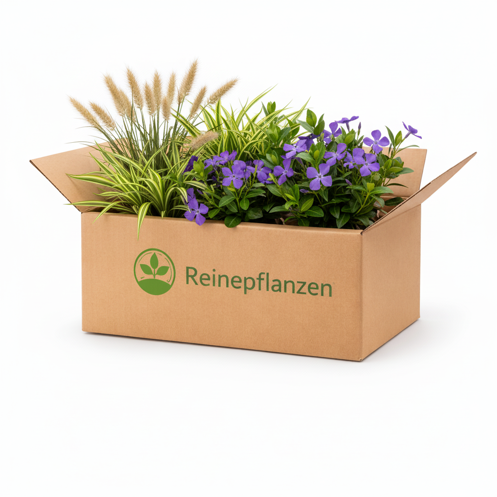 Balkonpflanzen-Set Moren