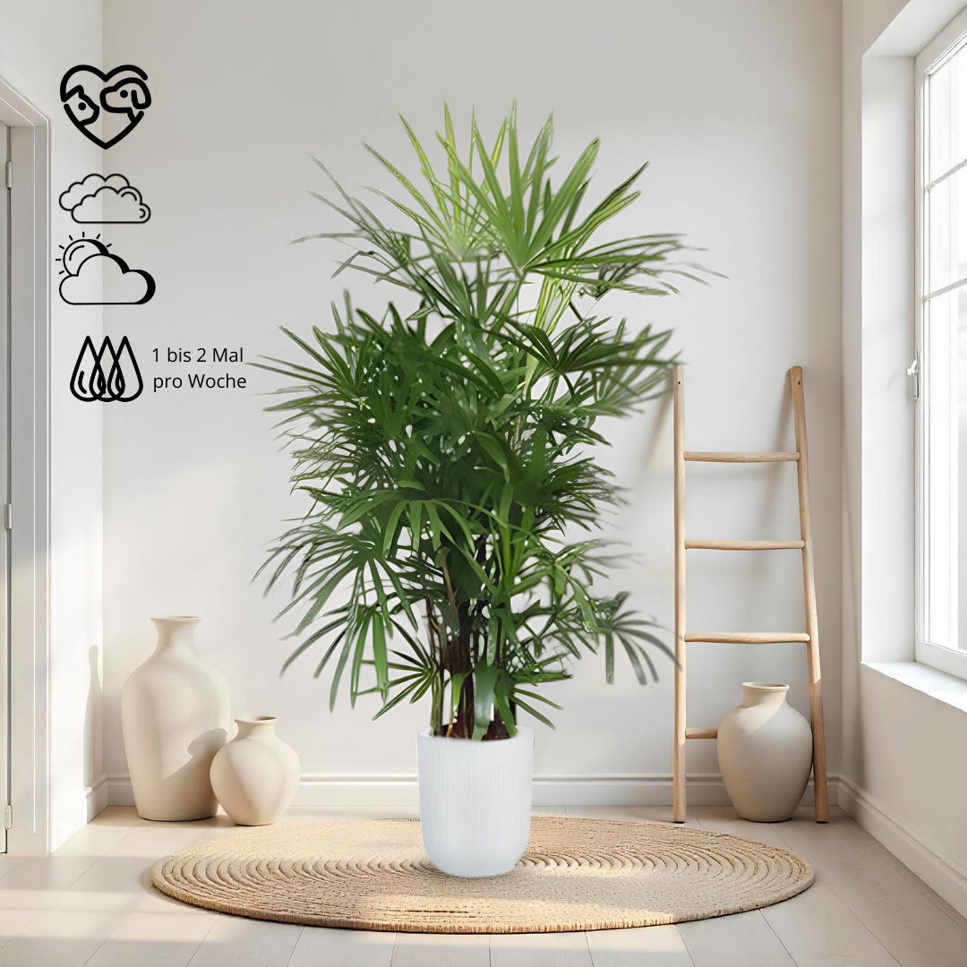 Rhapsis excelsa - Reinepflanzen.de