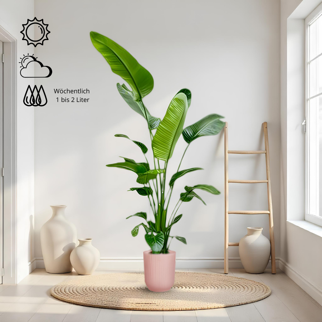 Nala - Strelitzia Nicolai - die perfekte Zimmerpflanze