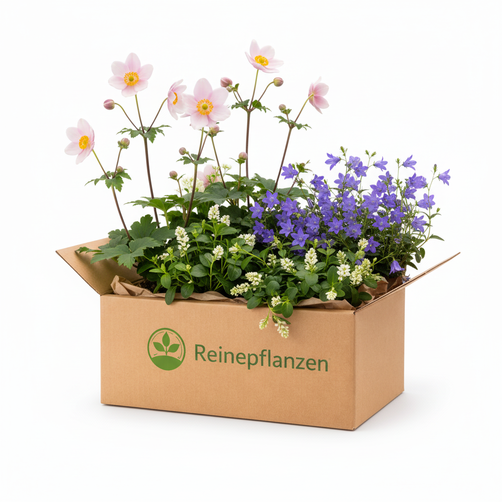 Fassadenpflanzen-Set Ruyoren