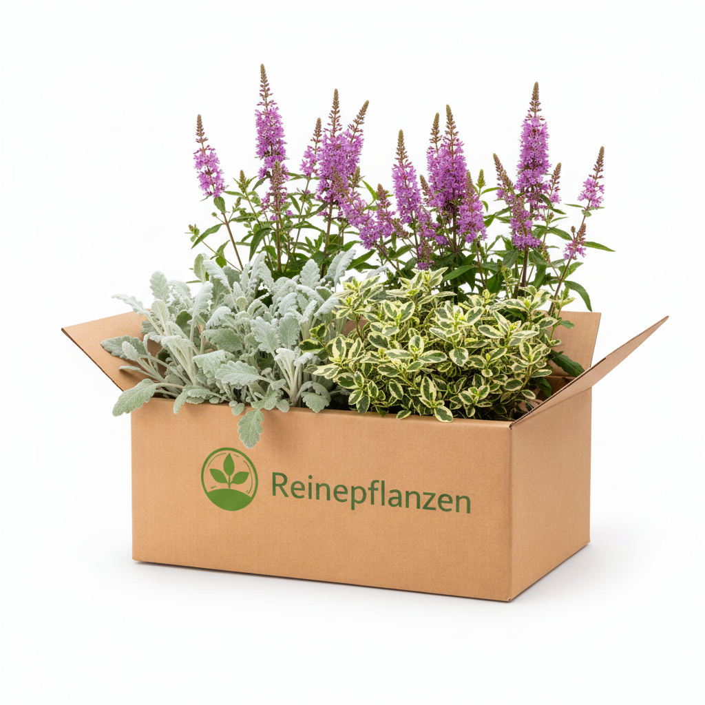 Fassadenpflanzen-Set Asteren