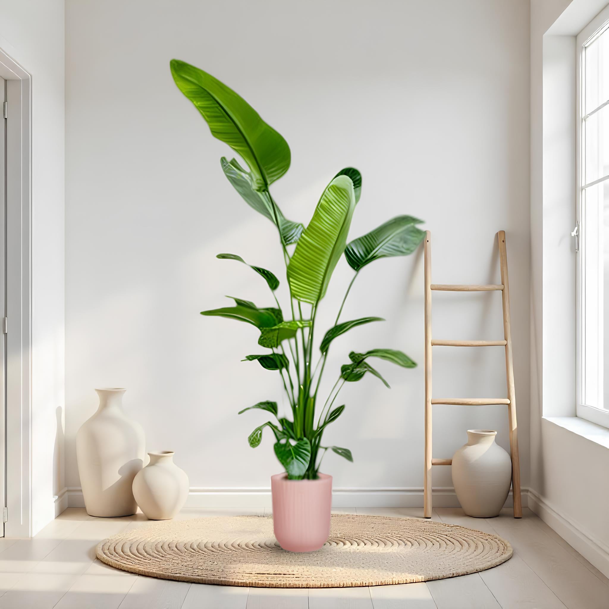 Nala - Strelitzia Nicolai - die perfekte Zimmerpflanze