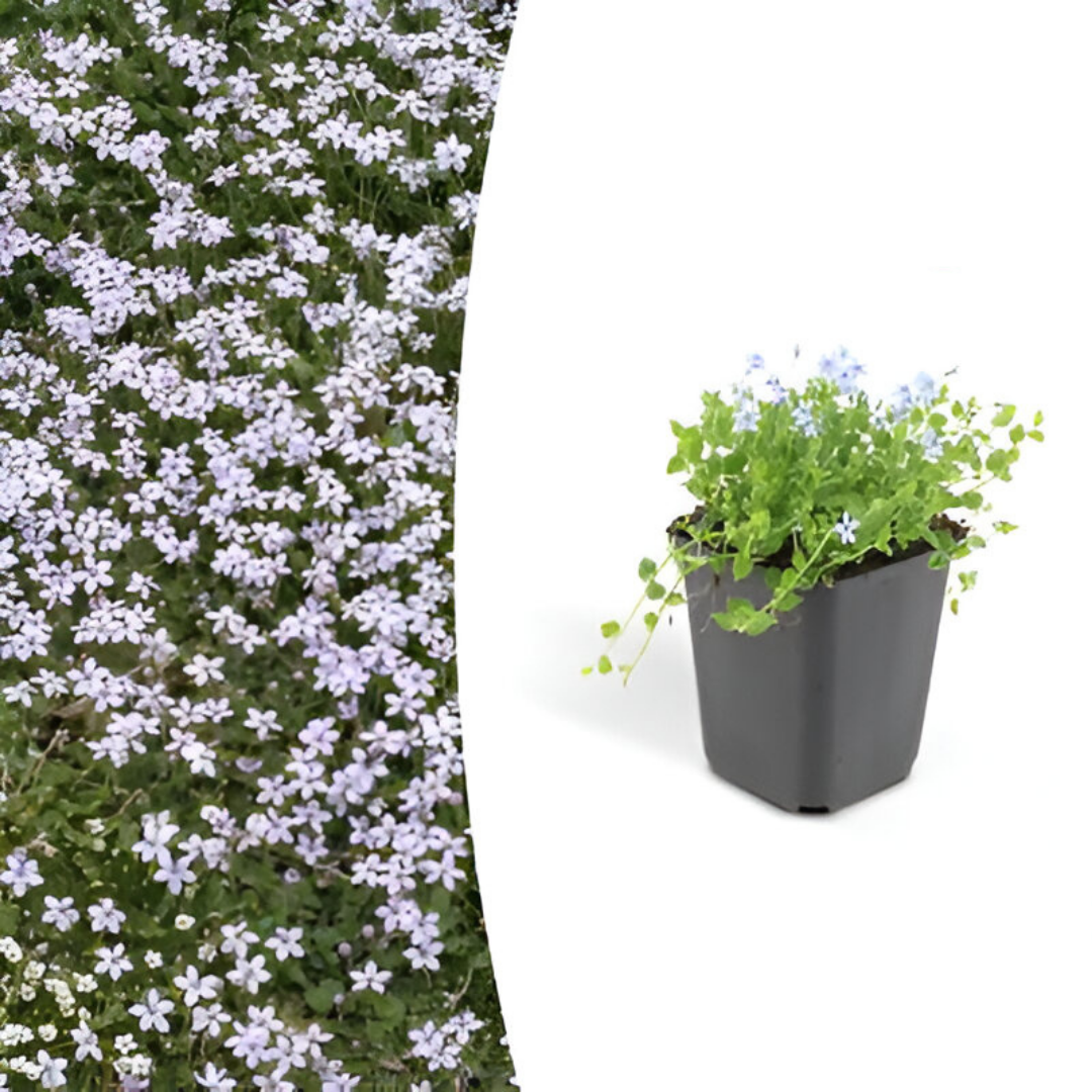 Isotoma fluviatilis
