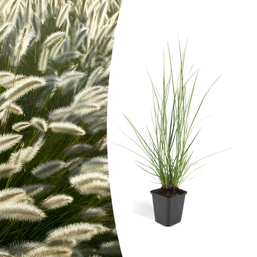 Pennisetum alopecuroides 'Hameln' - ↕10-25cm - Ø9cm