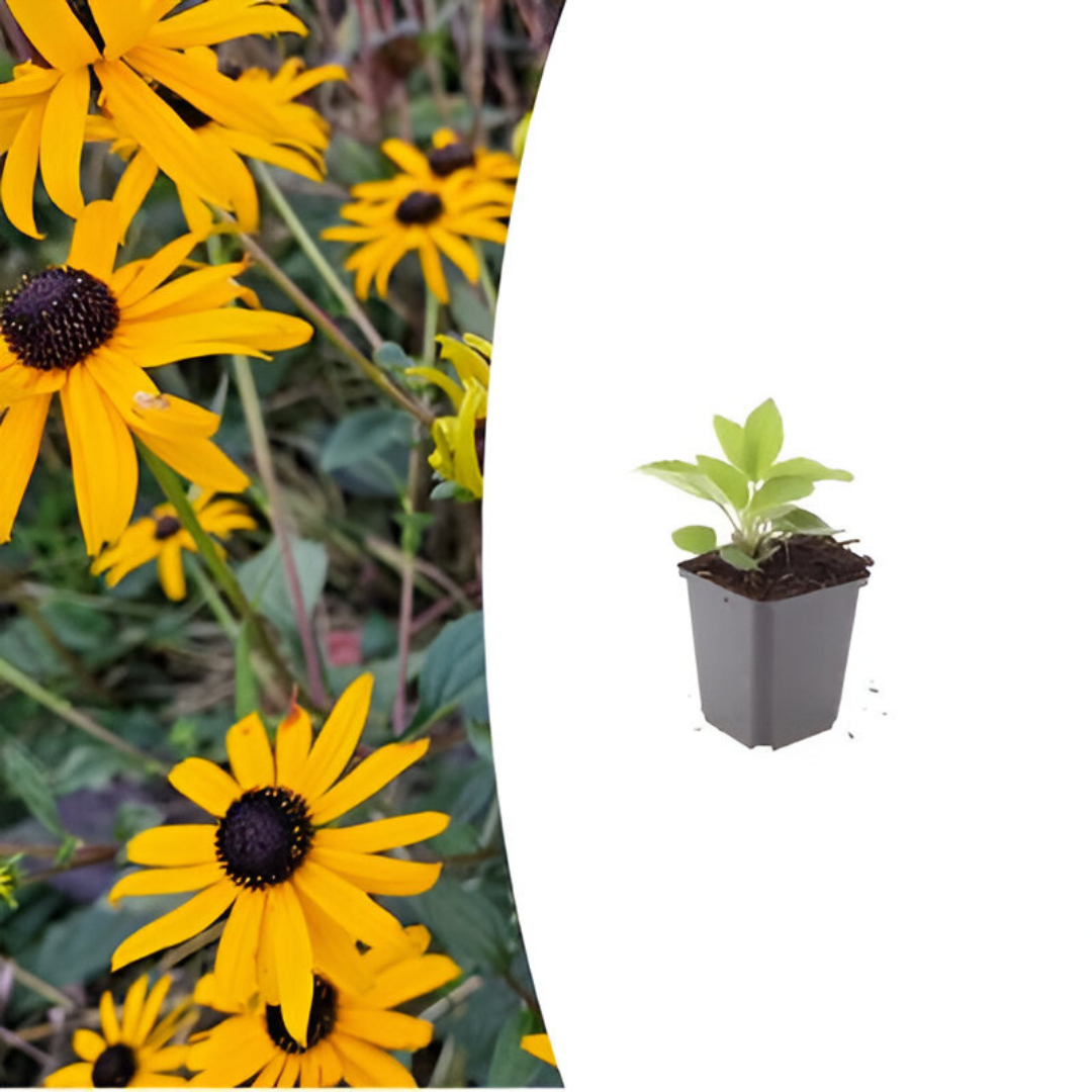Rudbeckia fulgida 'Goldsturm' - ↕10-25cm - Ø9cm