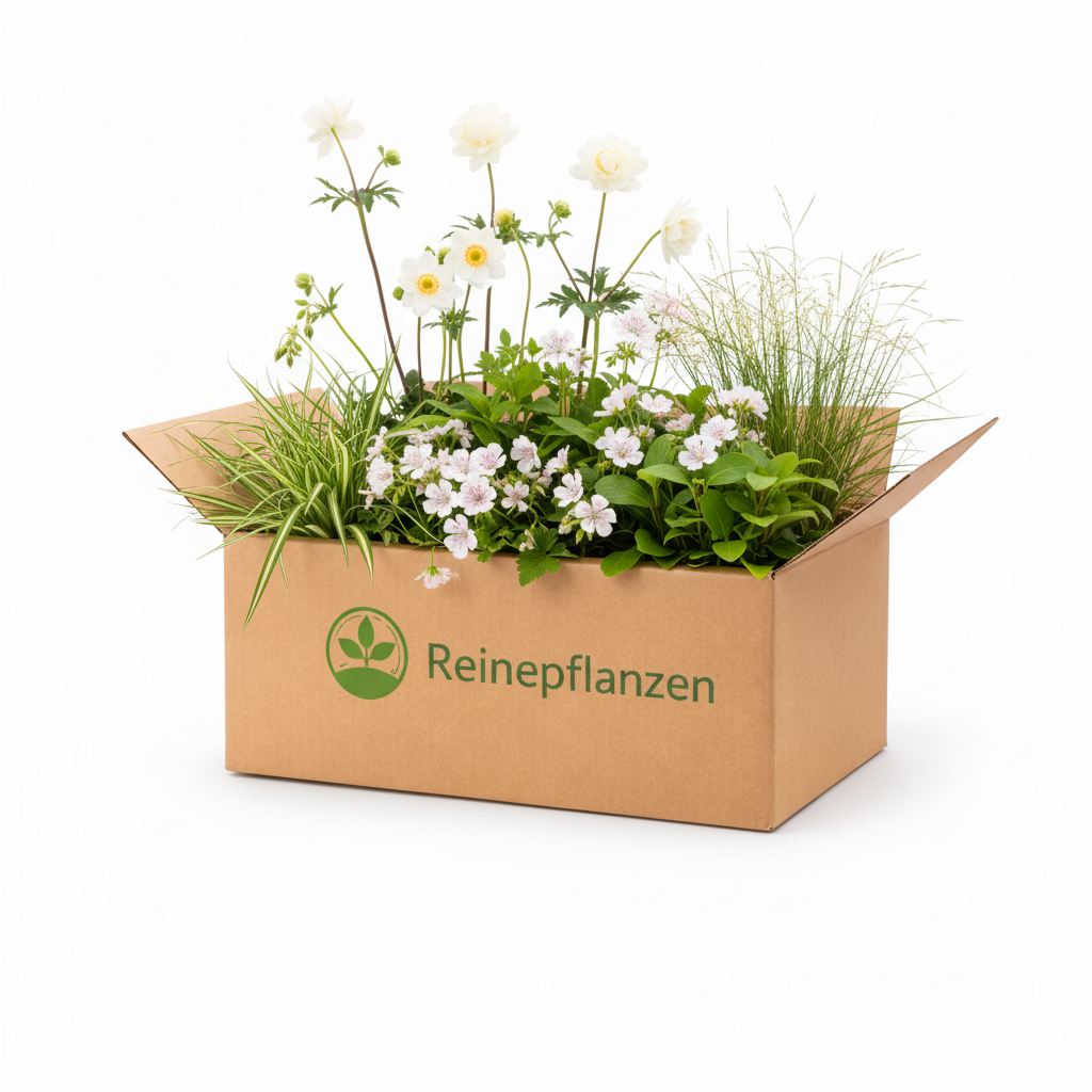 Beetpflanzen-Set Pora