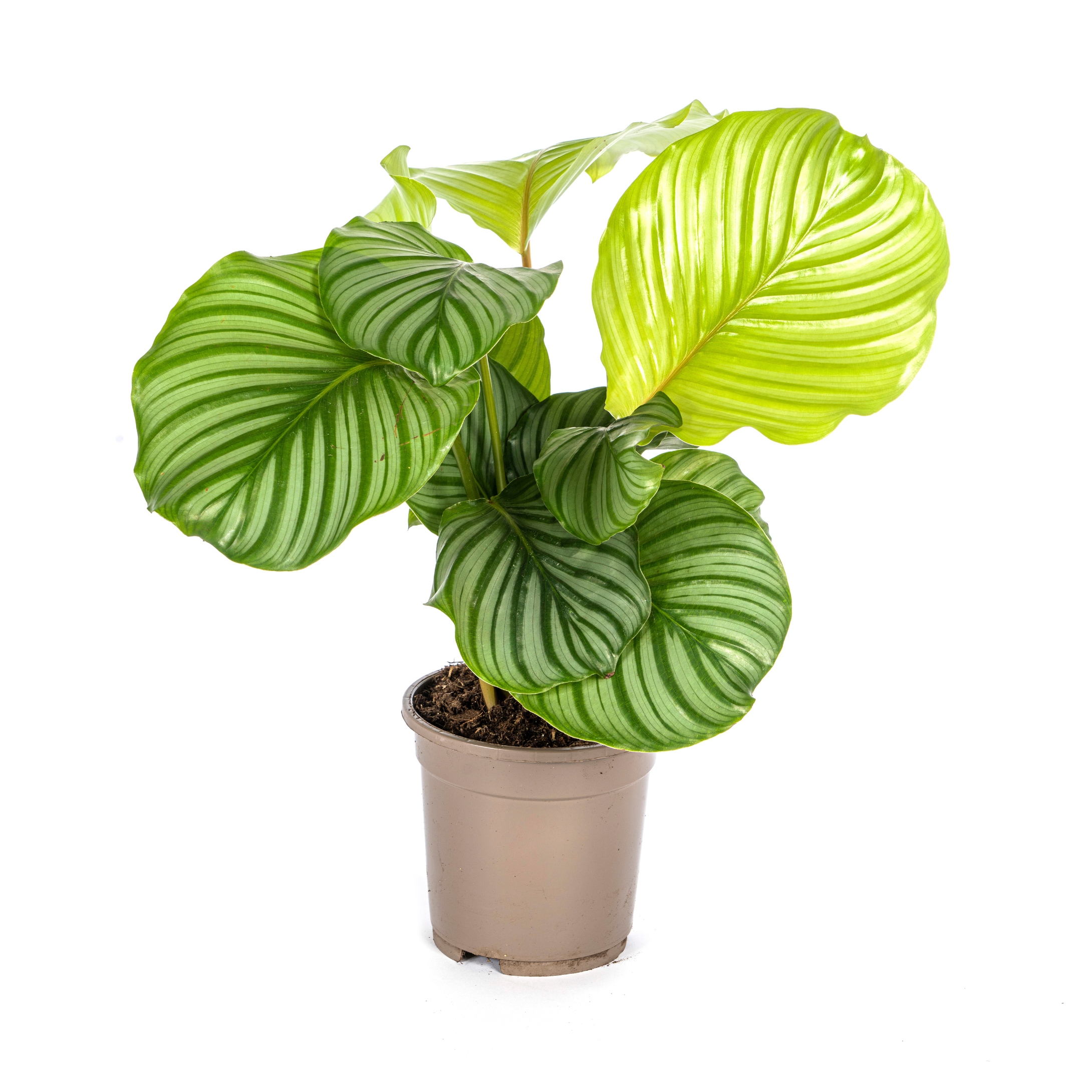 Luna - Calathea Orbifolia - 40 - 90cm / ø17 - ø27