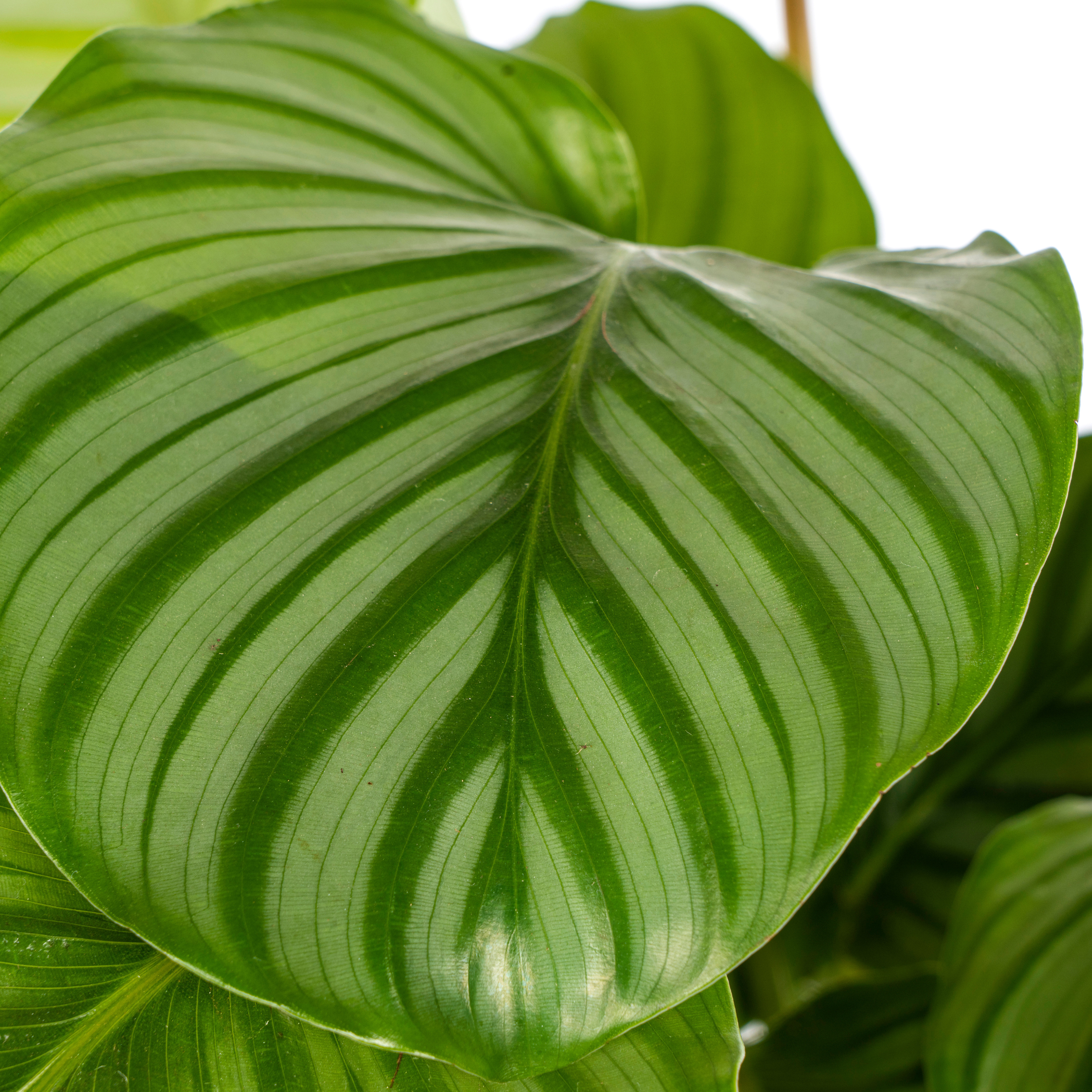 Luna - Calathea Orbifolia - 40 - 90cm / ø17 - ø27