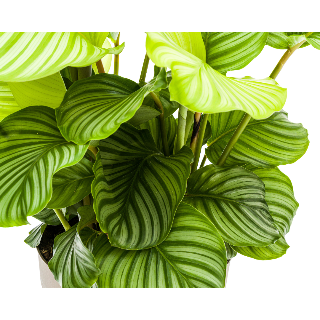 Luna - Calathea Orbifolia - 40 - 90cm / ø17 - ø27