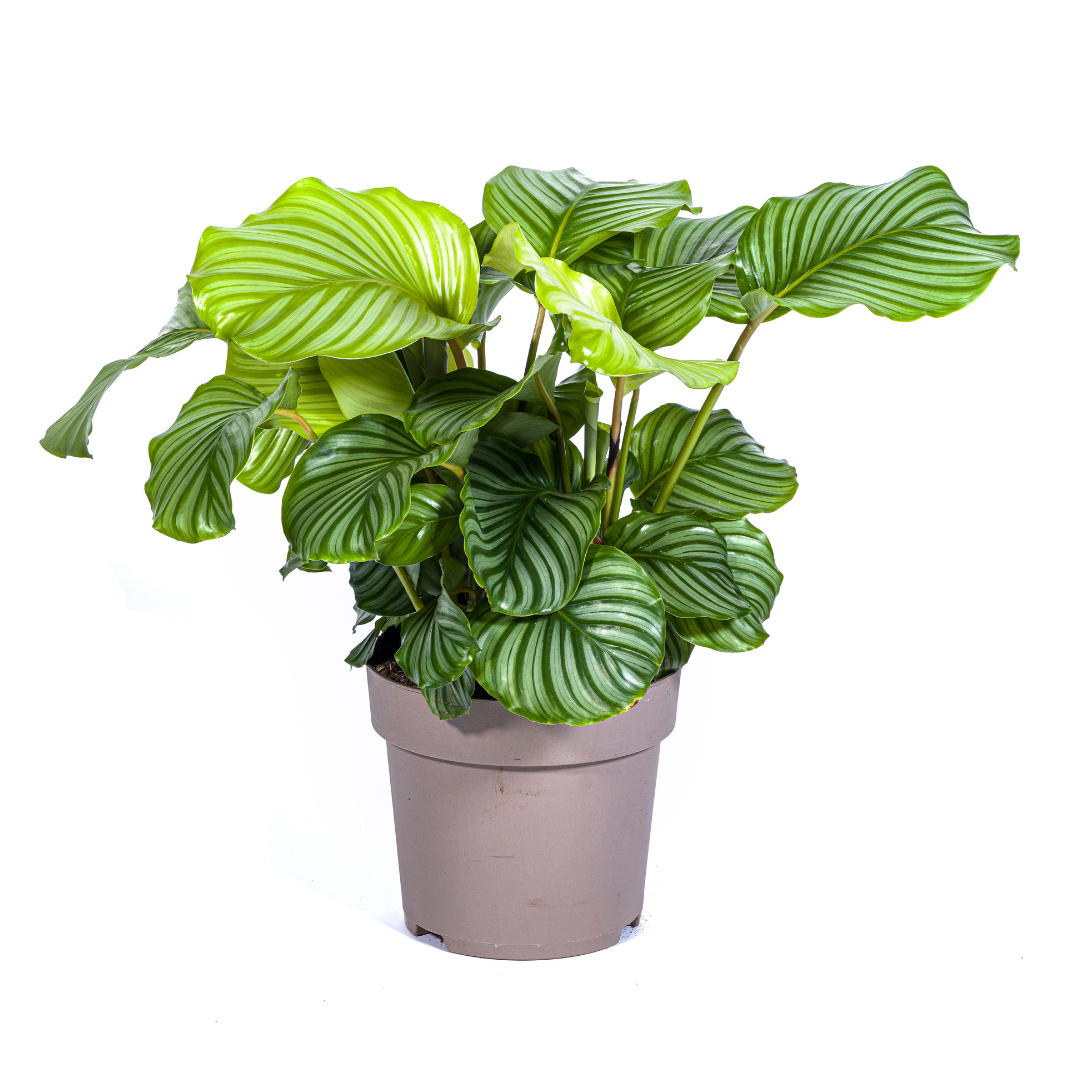 Luna - Calathea Orbifolia - 40 - 90cm / ø17 - ø27