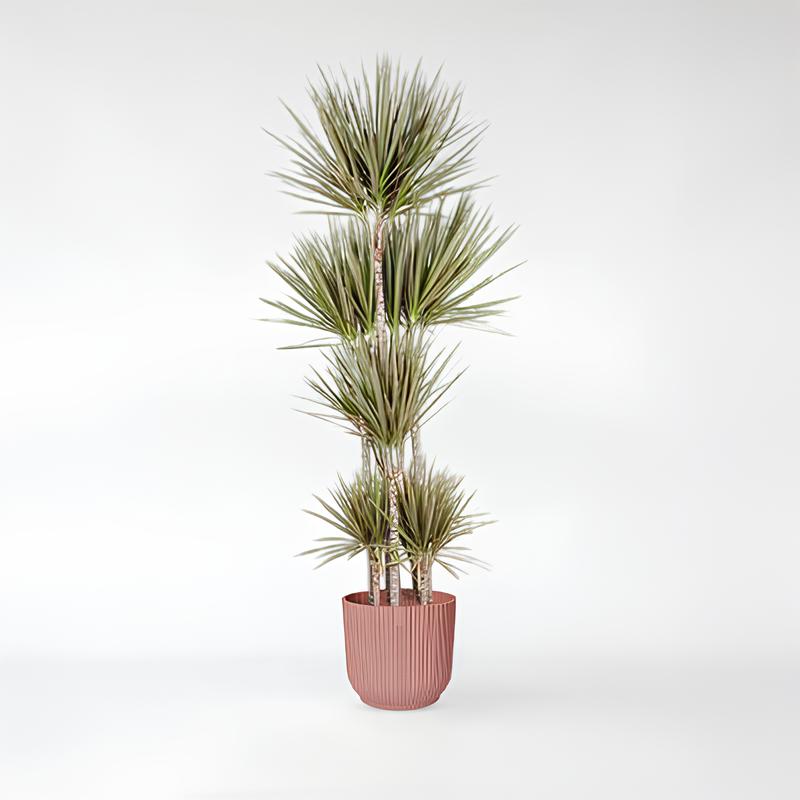 Dracaena Magenta Carrousel - 150 - 190cm - ø34