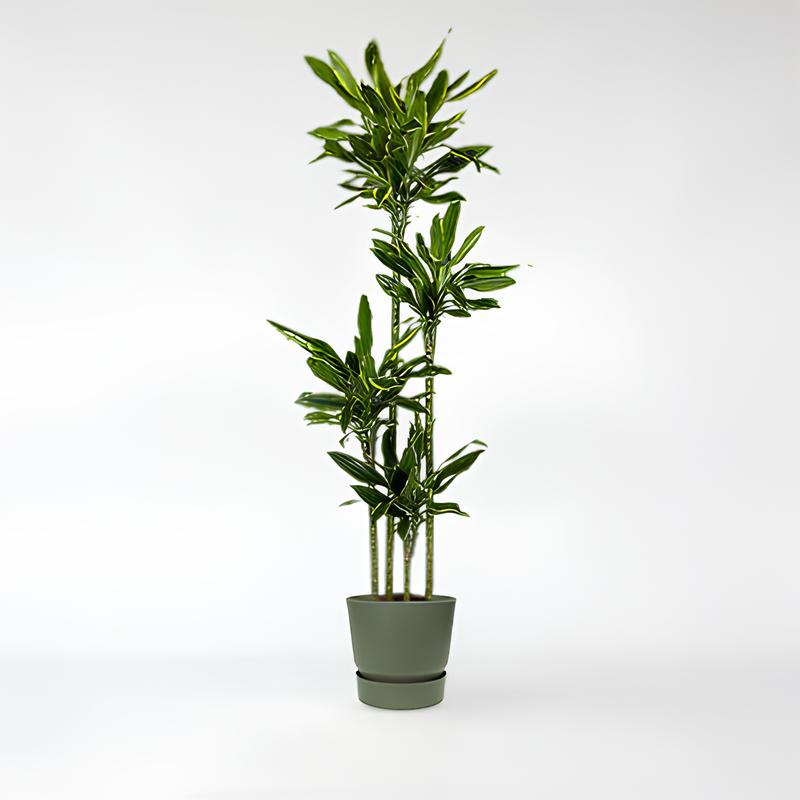 Dracaena Janet Lind - 160 - 180 cm - 24 - ø27