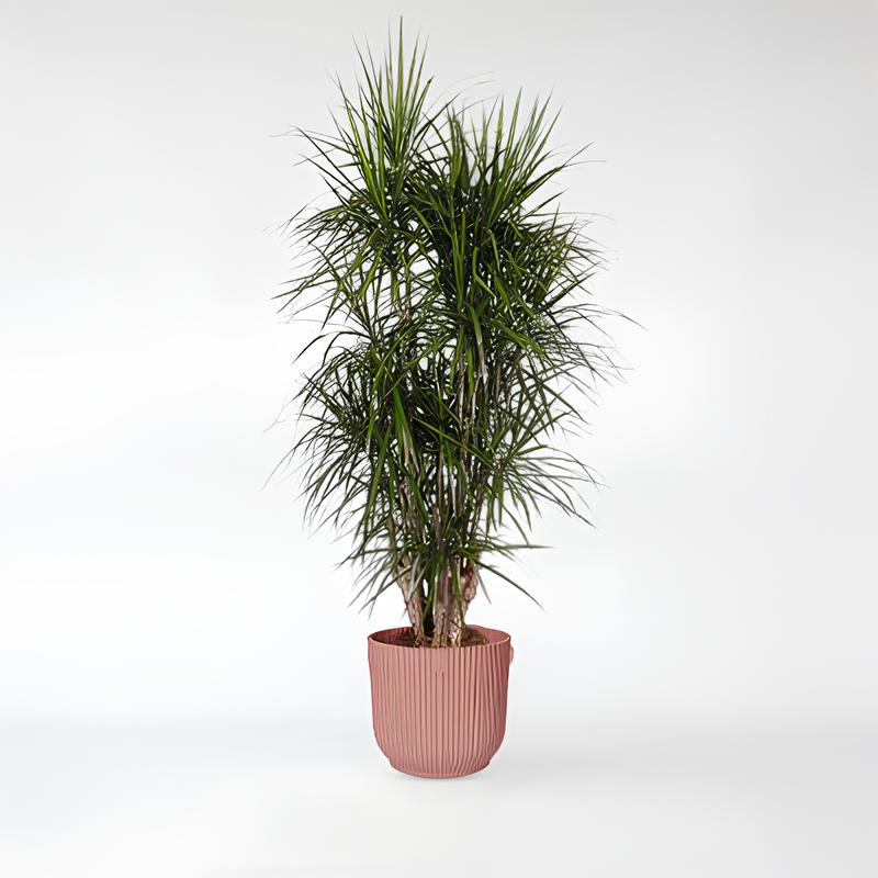 Dracaena Marginata verzweigt - 140 - 220cm - ø31-ø40