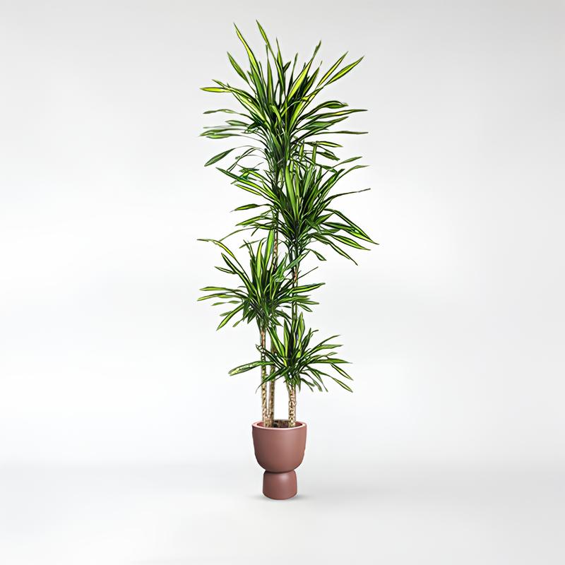 Dracaena Riki