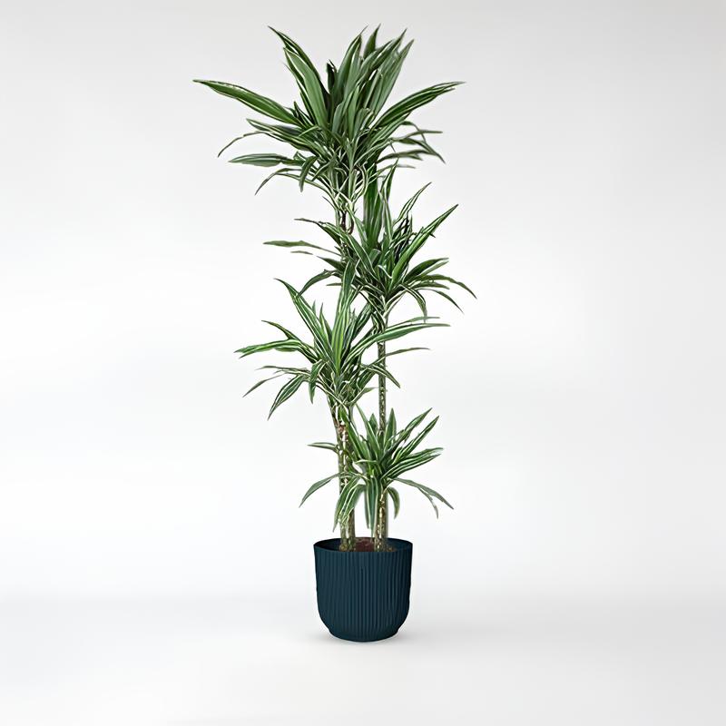 Dracaena Warneckei - 100 - 190 cm - ø24 - ø27