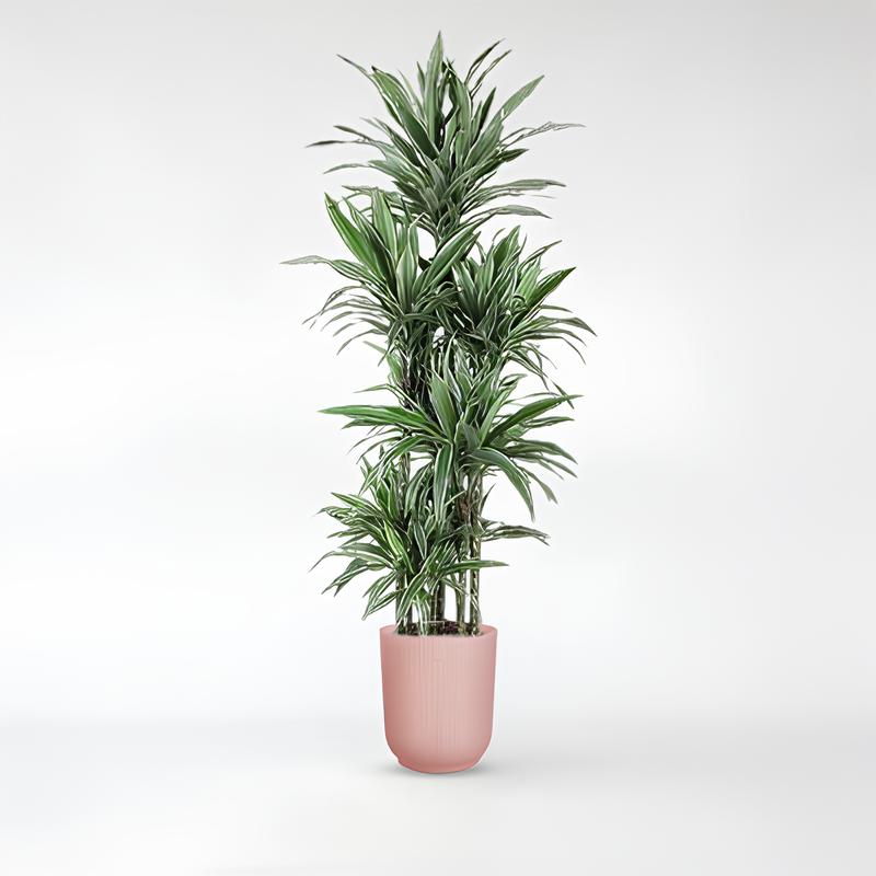 Dracaena Warneckei Carrousel - 180 - 210cm / ø34-ø41