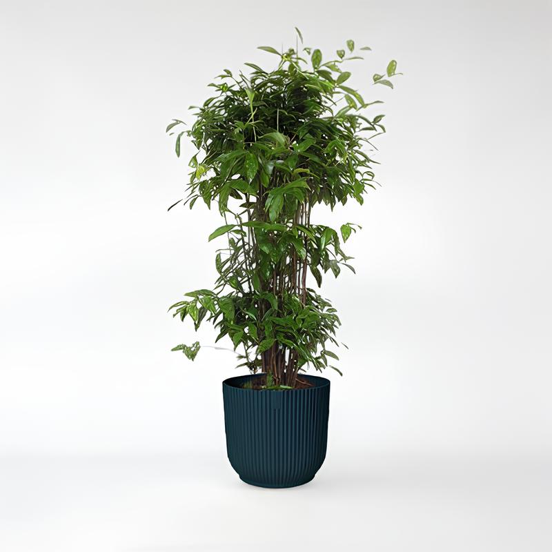 Dracaena Surculosa - 240 - 300cm / ø50-ø60