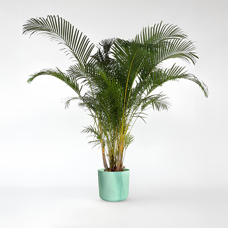 Nilo - Dypsis Lutescens (areca palm) - 150 - 280cm / ø24-ø50