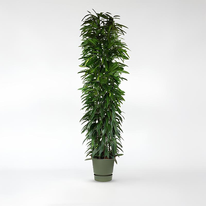 Ficus Alii King Spalte - 150 - 200 cm - ø29 - ø35