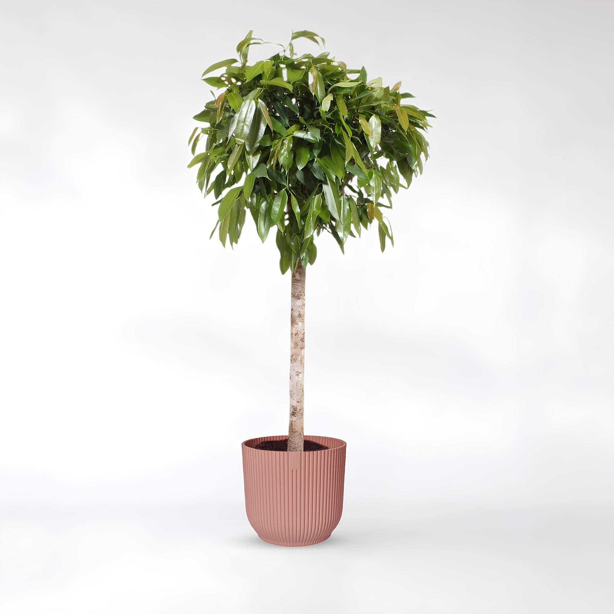 Ficus Amstel King - 140 - 180 cm / ø30 - ø40