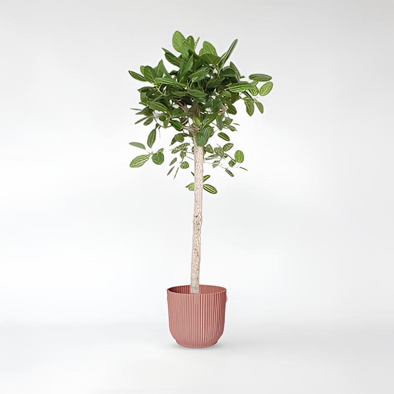 Ficus Benghalensis baum - 180 - 200cm / ø40-ø50