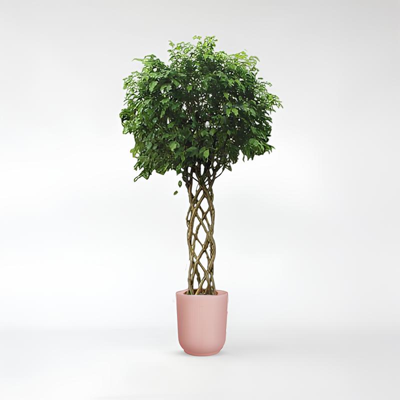 Ficus Benjamina Exotica geflochtener Baumstamm - 250 cm - ø55