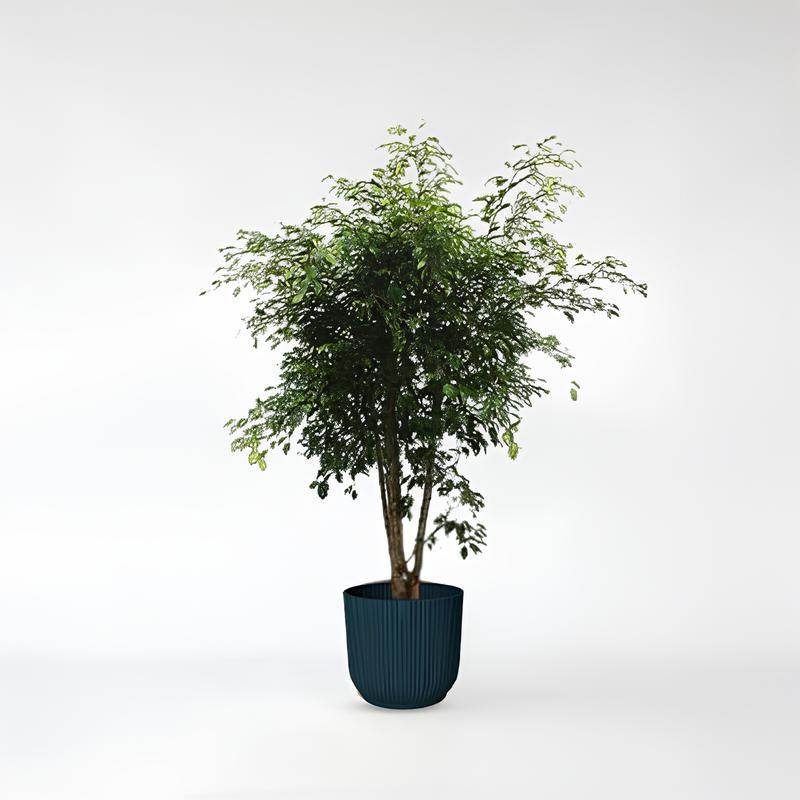 Ficus Benjamina Exotica verzweigt - 150 cm - ø40