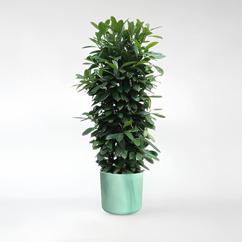 Ficus Cyathistipula Gitterrost - 230 cm - ø60