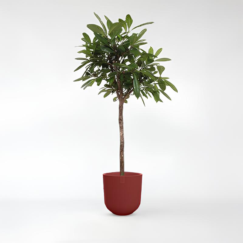 Ficus Cyathistipula baum - 150 - 250cm - ø30-ø50