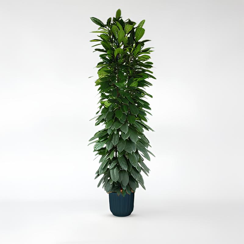Ficus Cyatistipula Säule - 150 - 220cm - ø29 - ø40