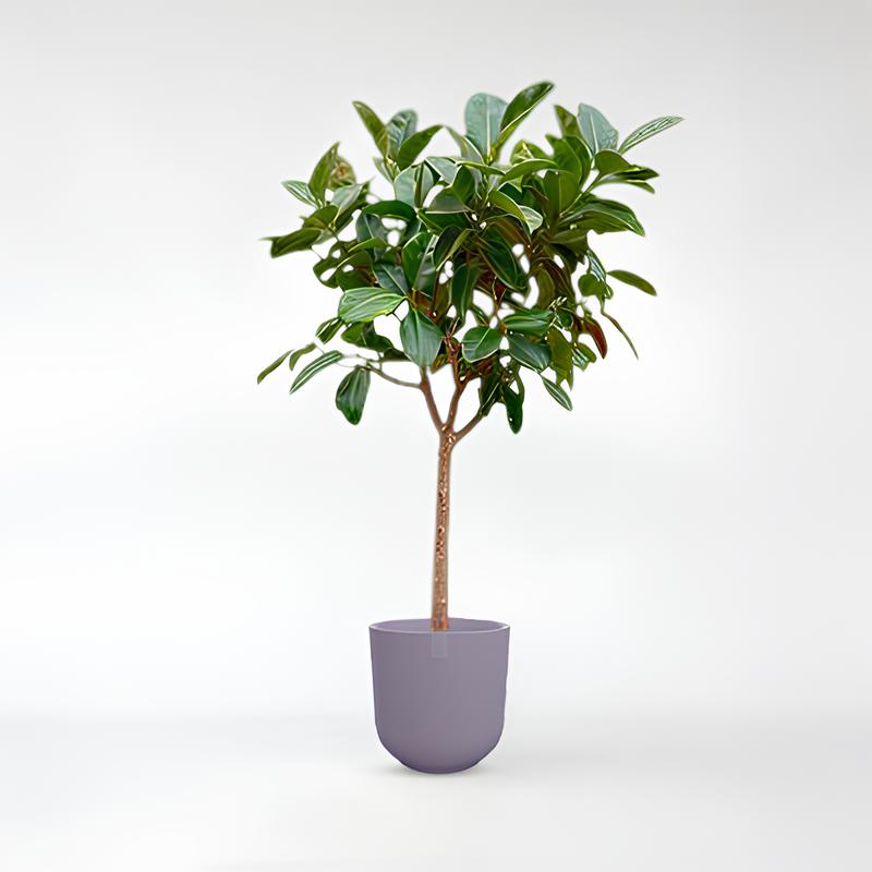 Ficus Elastica Robusta am Stamm - 200 - 210cm / ø40