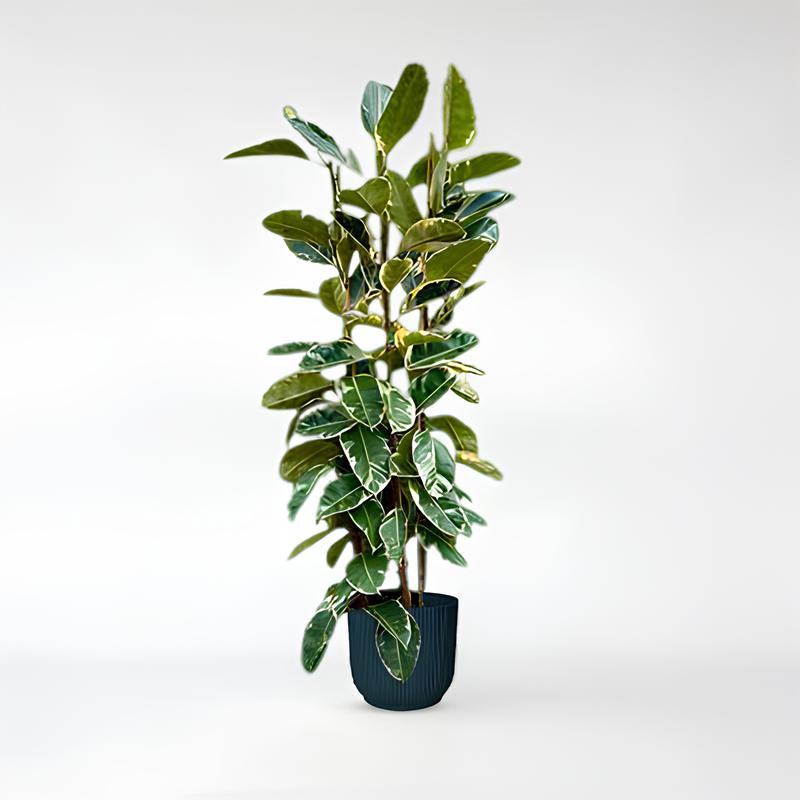 Ficus Elastica Tineke Busch - 225cm - ø40
