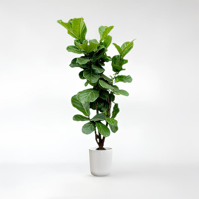 Ficus Lyrata verzweigt - 150 - 240cm / ø24-ø50