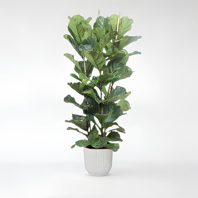 Ficus Lyrata Busch - 180 - 250cm / ø34-ø48