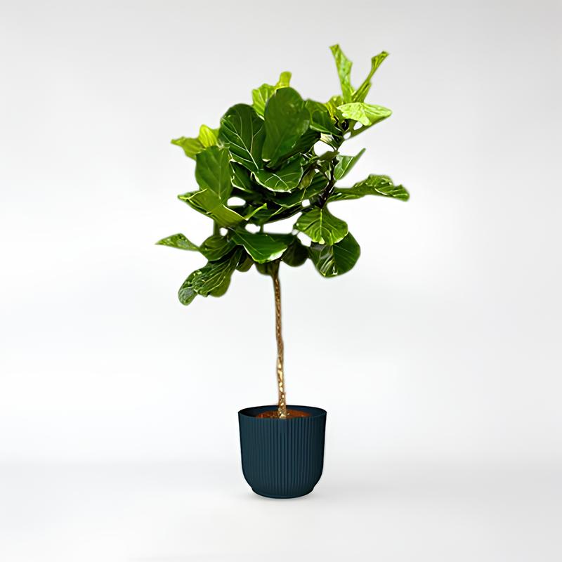 Ficus Lyrata baum 150 - 300cm / ø30-ø55