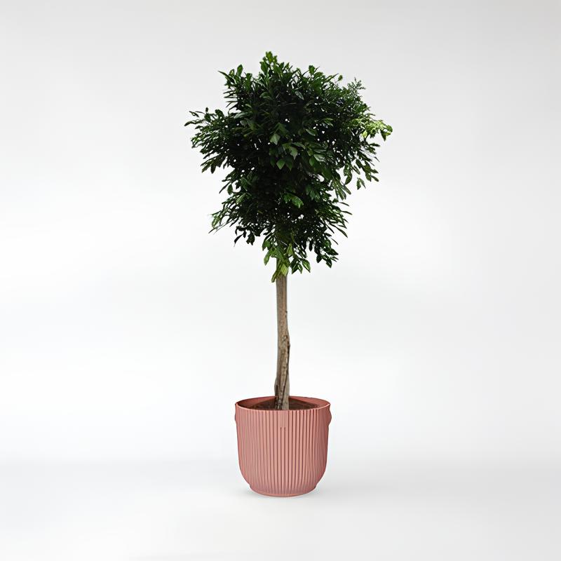 Ficus Nitida baum - 170 - 250 cm / ø40 - ø55