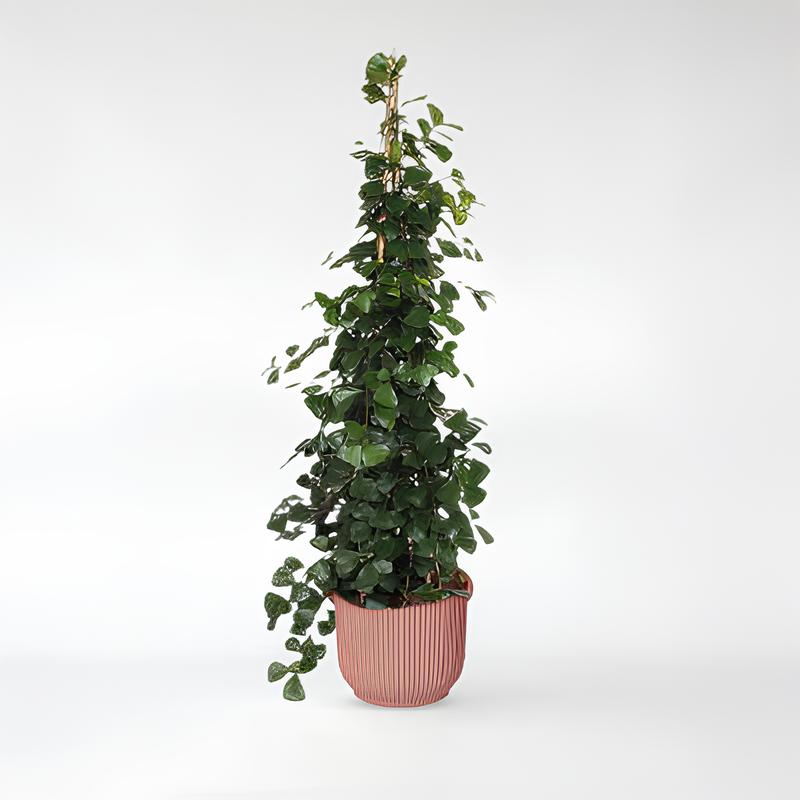 Ficus Trinova pyramide - 240 cm - ø50