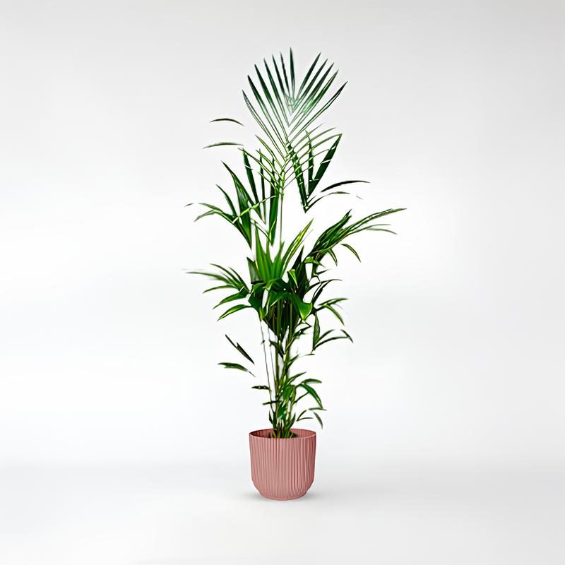 Kentia palm - 160 - 275cm / ø24-ø35