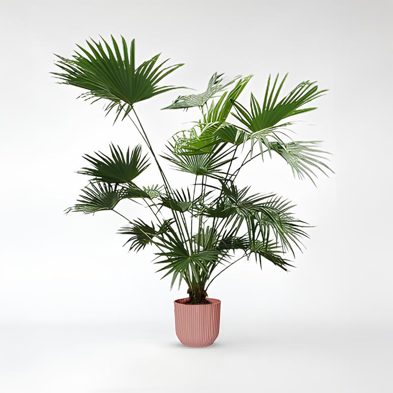 Livistona Chinensis - 150 - 200 cm / ø27 - ø34