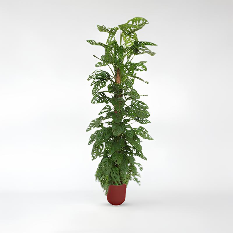 Monstera Monkey Leaf Moosstock - 180 cm - ø27