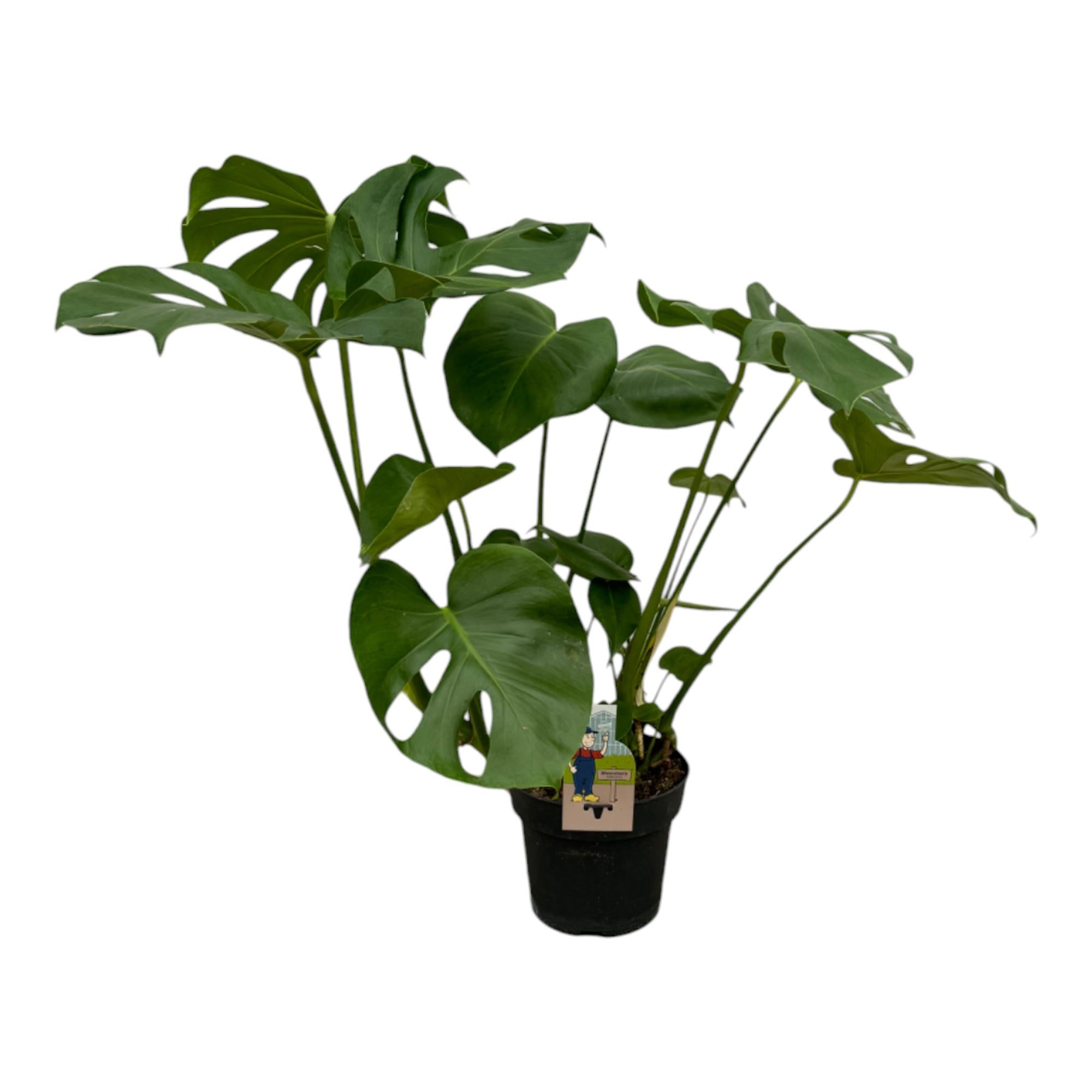 Noor - Monstera Deliciosa - 55 - 200 cm / ⌀14 - ⌀50