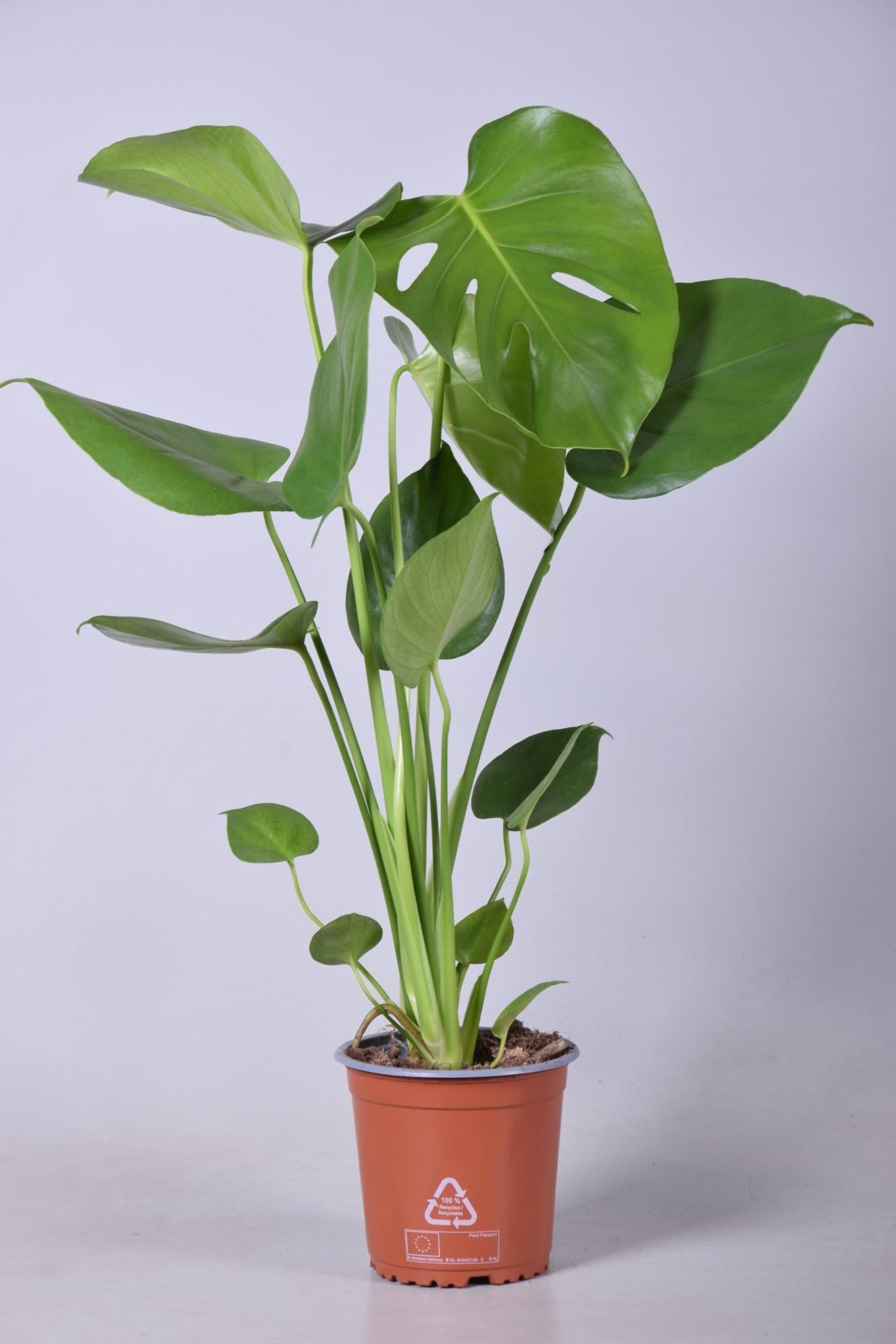 Noor - Monstera Deliciosa - 55 - 200 cm / ⌀14 - ⌀50
