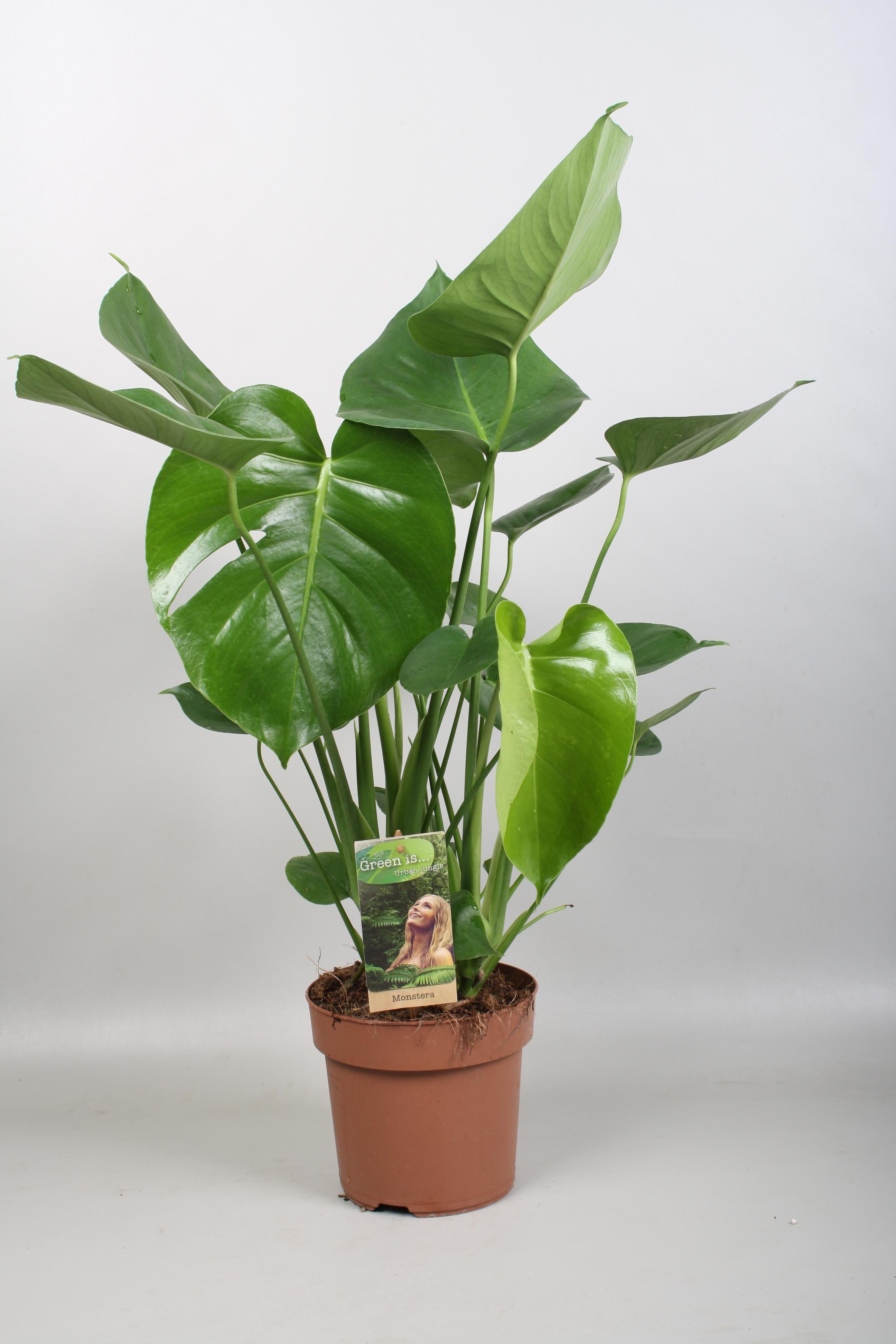 Noor - Monstera Deliciosa - 55 - 200 cm / ⌀14 - ⌀50
