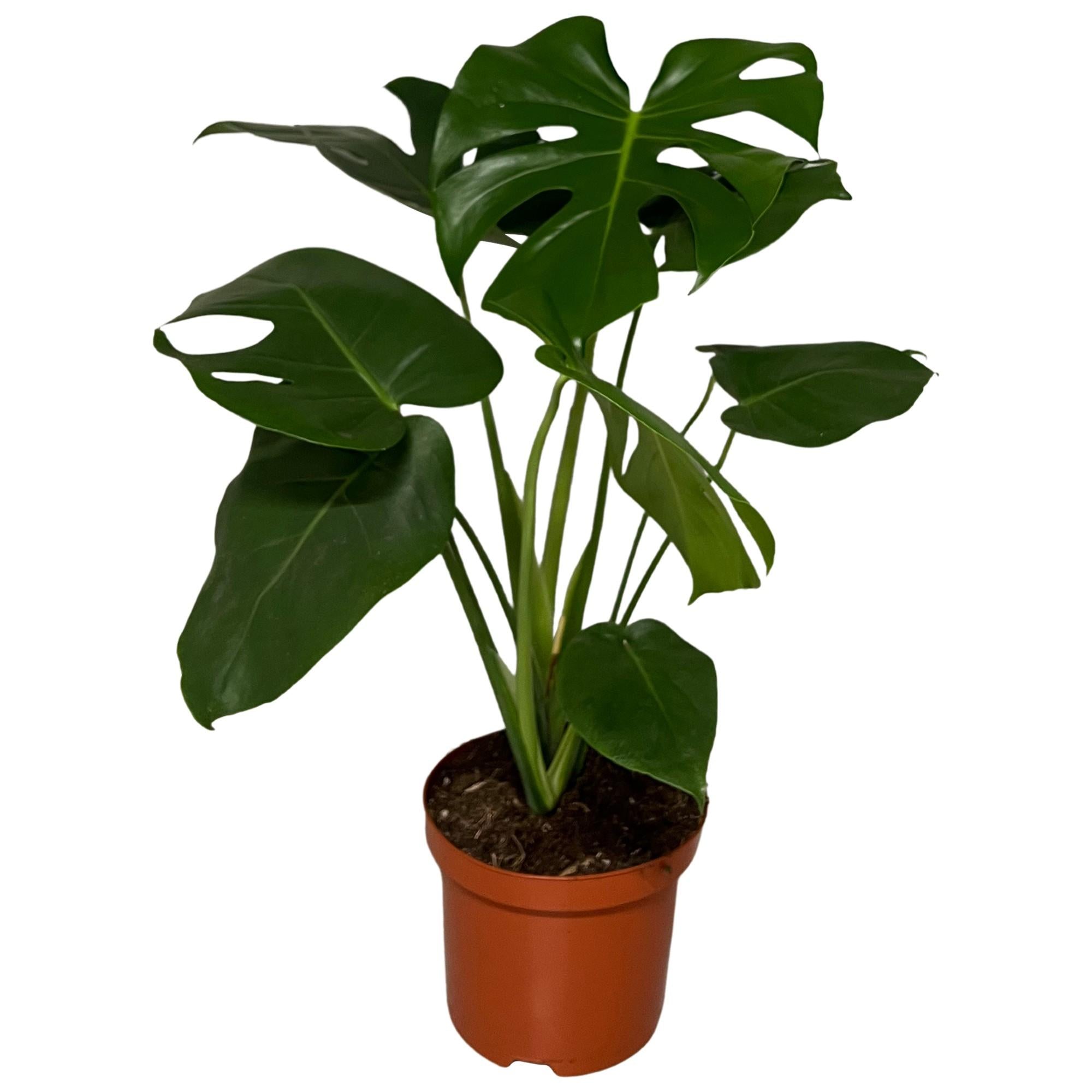 Noor - Monstera Deliciosa - 55 - 200 cm / ⌀14 - ⌀50