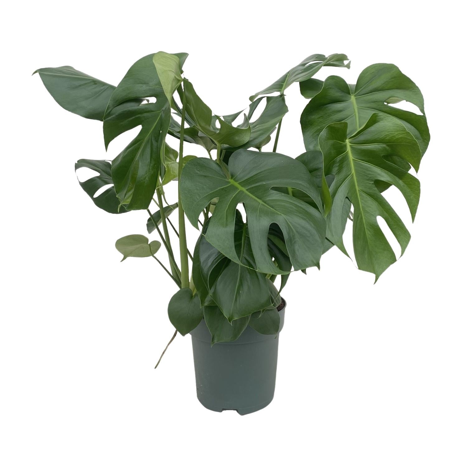 Noor - Monstera Deliciosa - 55 - 200 cm / ⌀14 - ⌀50