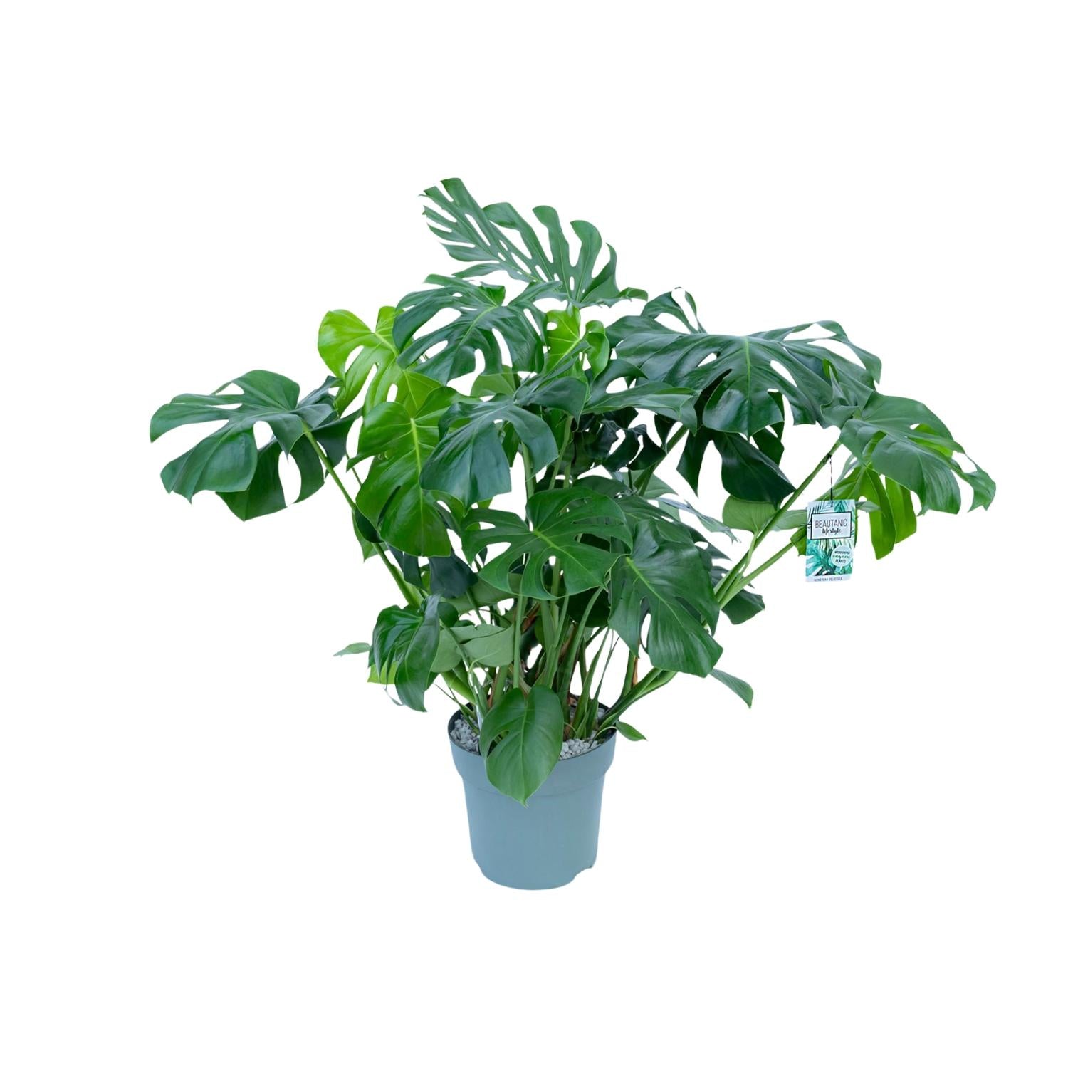 Noor - Monstera Deliciosa - 55 - 200 cm / ⌀14 - ⌀50