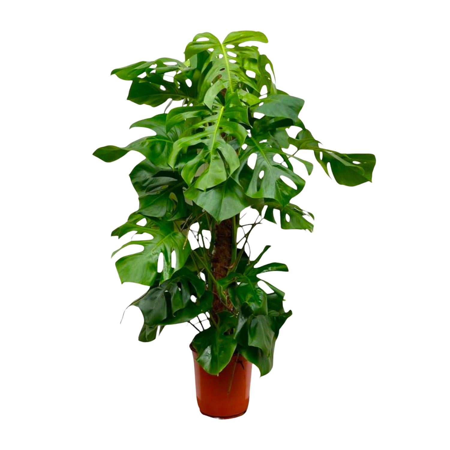 Noor - Monstera Deliciosa - 55 - 200 cm / ⌀14 - ⌀50