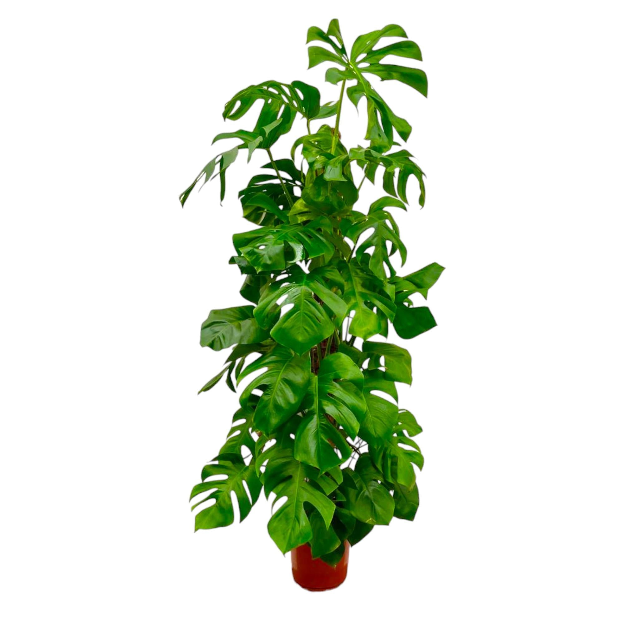 Noor - Monstera Deliciosa - 55 - 200 cm / ⌀14 - ⌀50