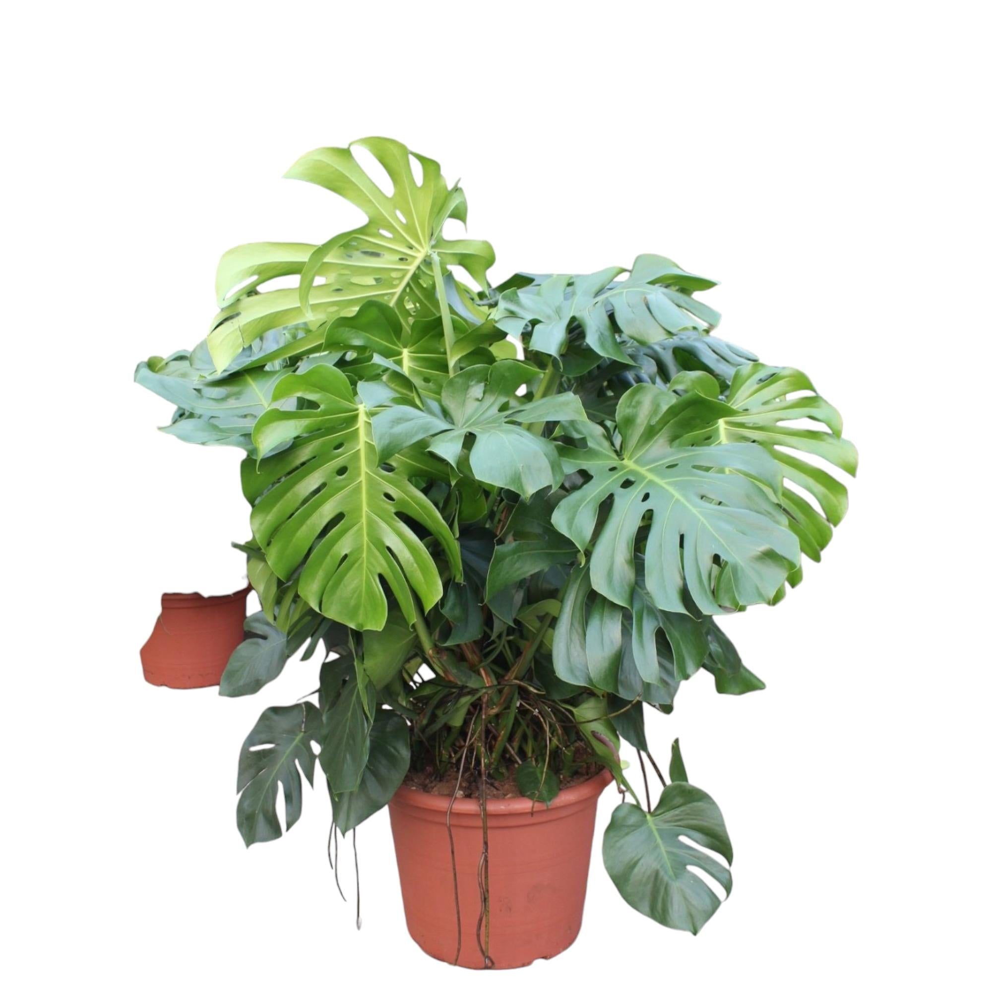 Noor - Monstera Deliciosa - 55 - 200 cm / ⌀14 - ⌀50