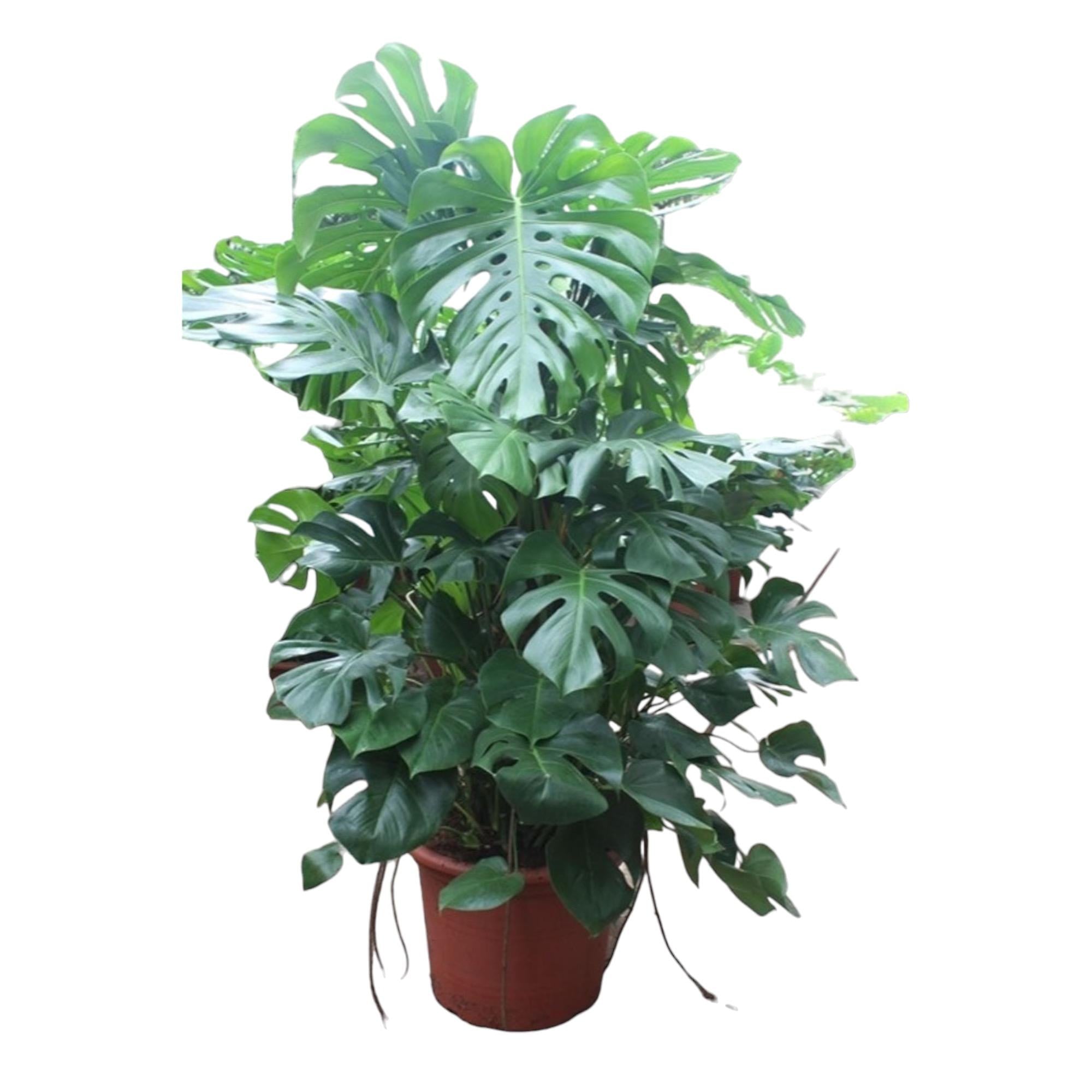 Noor - Monstera Deliciosa - 55 - 200 cm / ⌀14 - ⌀50